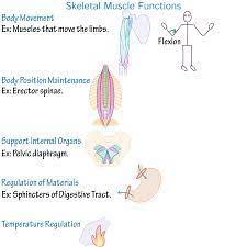 Skeletal Muscle Functions Gross Anatomy Flashcards Draw It To Know It
