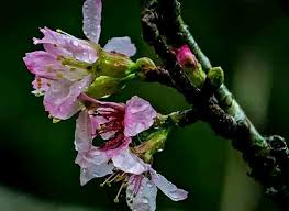 Sebut saja taman sakura surabaya. Lokasi Harga Tiket Masuk Taman Sakura Cibodas Bogor Htm 2021