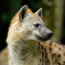 Résultat de recherche d'images pour "hyena"