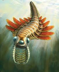 Image result for Oreophyton