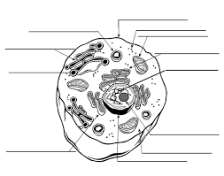 Basic diagram of an animal cell. Label The Model Human Cell Quiz
