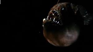 Football fish. a dictionary of zoology. Spooky Finding Nemo Fish Washes Up On California Beach Bbc News