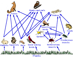 For that reason, we can say that the arrows represent the flow or transfer of energy in an ecosystem. Food Chains And Food Webs Ecology Quizizz