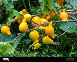 Image result for Solanum mammosum