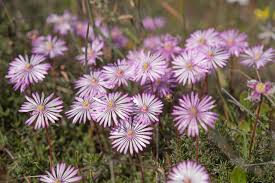 Image result for Corbichonia