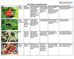 Wild Berry Identification Lovetoknow
