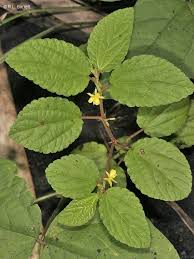 Image result for Corchorus schimperi