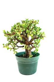 Image result for Portulacaria