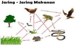 Korupsi berasal dari bahasa latin. Pelajari Gambar Jaring Jaring Makanan Di Bawah Ini Roboguru