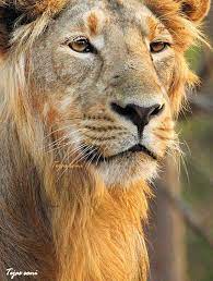 Asiatic Lion By Tejas Soni 500px Asiatic Lion Beautiful Lion Lion
