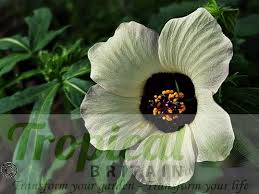 Image result for Hibiscus tridactylites