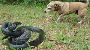 Texas rat snake (elaphe obsoleta lindheimeri or pantherophis obsoleta lindheimeri) as its name implies, texas rat snakes are found throughout texas, though they are also encountered in louisiana, oklahoma and arkansas. Huge Black Rat Snake Passing Through Jeff Is Not Happy Youtube