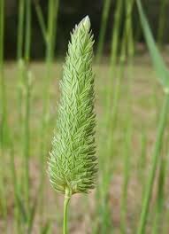 Image result for Phalaris