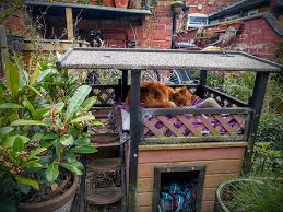 How to build a diy, insulated outdoor cat shelter | catster. Creating A Cat Friendly Garden Battersea