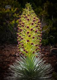 Maybe you would like to learn more about one of these? Plants In Hawaii Maui Accommodations Guide