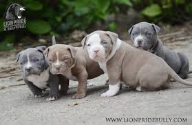 Chiot Puppy Puppies American Bully Xl Xxl Bully Pitbull France Belgique Elevage Lion Pride Bully Europe Bluenose Blue N Pitbull Puppies Pitbull Terrier Puppies