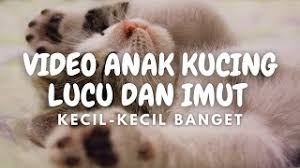 Ternyata kucing takut skali sama mentimun. Video Anak Kucing Lucu Dan Imut Kecil Kecil Banget Umur 20 Hari Youtube
