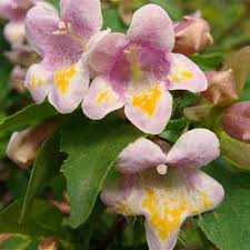 Image result for Englerina