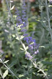 Image result for Perovskia atriplicifolia lacey blue lisslitt photo