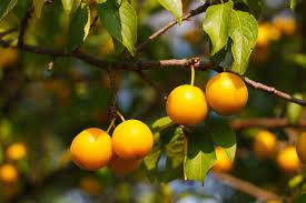 The flowering period of his white flowers falls on april and may and the fruits appear in late summer. Mirabelle Plum Nutrition Facts And Health Benefits Nutrition And Innovation