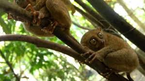 It means before you get it, you ought to make sure you got the necessary money to raise it and then get it, without exceeding the monthly budget. Philippine Tarsier World S Second Smallest Primate Cnn Travel