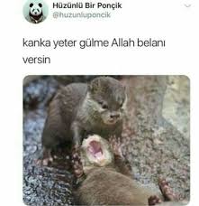 Ayni Ben Ve Kankam Ama Genelde Gulen Benim Hayvan Viralleri Hayvan Fikralari Komik Hayvan Alintilari