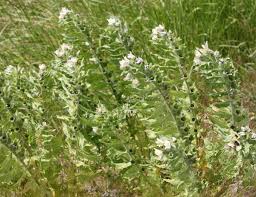 Image result for Hirpicium bechuanense