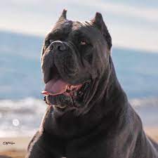 We did not find results for: Perros Cane Corso La Mejor Raza De Proteccion Cane Corso Barcelona