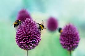 Which flowers do bees like best? 12 Best Flowers Trees Herbs For Bees Horticulture Co Uk