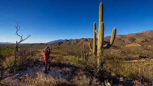 A cactus (plural cacti, cactuses, or less commonly, cactus) is a member of the plant family cactaceae, a family comprising about 127 genera with some 1750 known species of the order. Shot Breakdown Shooting Cowboys And Cacti In The Arizona Desert