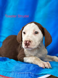 🖤Warren, Waylon, Wednesday, Wilder, Willia, Winter🖤 Also known as our  bucket puppies! These pups are here to let you know they are now available  for adoption! They are 3 months old, fixed,