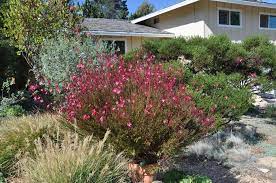 We did not find results for: Gaura Lindheimeri Siskiyou Pink Pink Gaura Plantmaster
