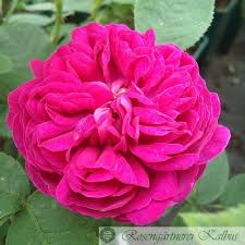 The plants are full in their 1 gallon containers and ready for making an instant impact for your summer borders and patio containers. Perennial Blush Ramblerrosen