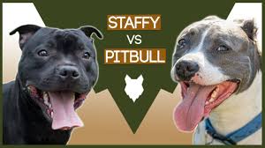 Have you ever wondered 'what's the difference between a pitbull and a staffordshire. Staffordshire Bull Terrier Vs Pitbull Youtube