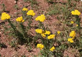 Image result for Kotschya stolonifera