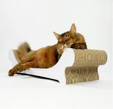 So what you should focus on is managing what your cat scratches. Pin On Lifestyle