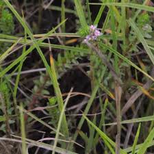 Image result for Ammannia aegyptiaca