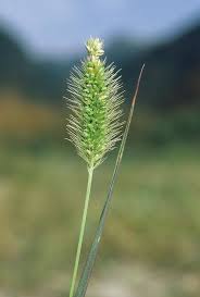 Image result for Setaria