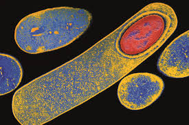 Maybe you would like to learn more about one of these? Clostridium Difficile Diagnosis And Treatment Update The Pharmaceutical Journal
