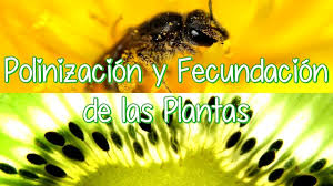 La Polinización Y La Fertilización En Las Plantas Con Flores - YouTube