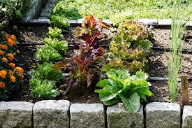 I think it is easier to read for those that are looking to duplicate the idea. How To Start A Beginner Vegetable Garden From Scratch Better Homes Gardens