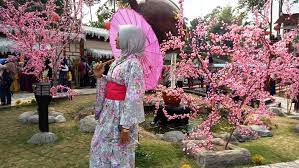 Taman sakura berlokasi di kebun raya cibodas cianjur yang. Melihat Bunga Sakura Yang Mekar Di Blitar