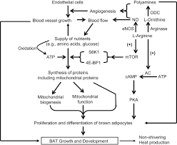 L Arginine And L Citrulline In Sports Nutrition And Health Sciencedirect