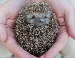 Haben sie einen verletzten oder kranken igel gefunden, kontaktieren sie bitte einen tierarzt in ihrer nähe oder die nächstgelegene igelpflegestation. Igel Pflegetipps Igel In Bayern