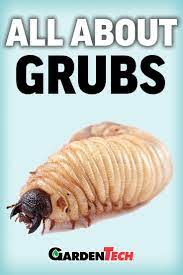 Identify And Control White Grubs Japanese Beetles Japanese Beetle Grubs Garden Pests