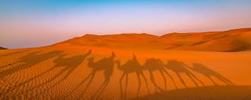 See more ideas about camels, deserts, wonders of the world. 134 452 Best Camels Images Stock Photos Vectors Adobe Stock