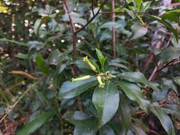 Image result for Peddiea fischeri