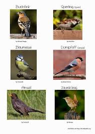 Grundschulblogs De Zugvogel Vogelkunde Naturkunde Diese links befinden sich dann jeweils in der pdf datei. grundschulblogs de zugvogel