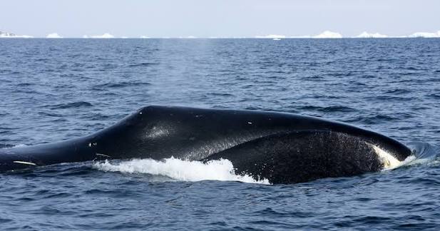 Bowhead Whales: Facts, Habitat, Diet, and Conservation | IFAW