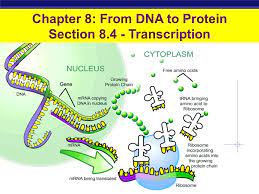 Next, watch an animation of transcription, which creates rna from dna, and translation, which reads the rna codons to create a protein. Chapter 8 From Dna To Protein Section Transcription Ppt Video Online Download
